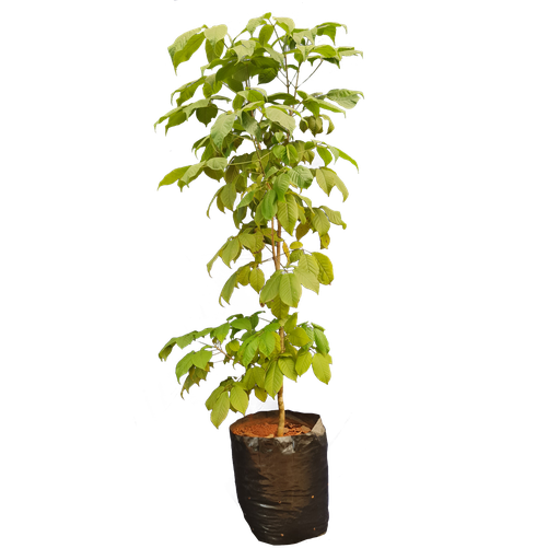 Pink trumpet tree,Tabebuia avellanedae