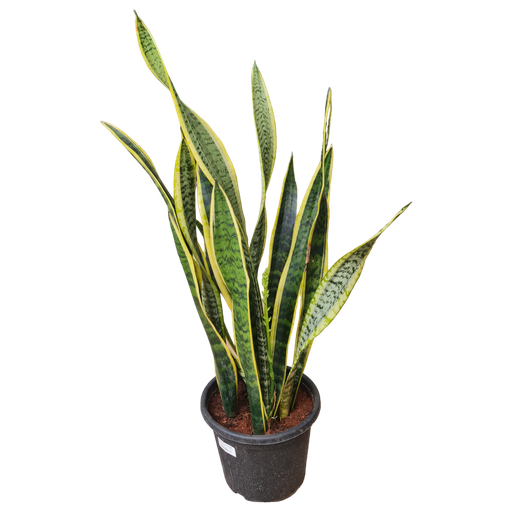 Snake Plant, Sansevieria trifasciata laurentii
