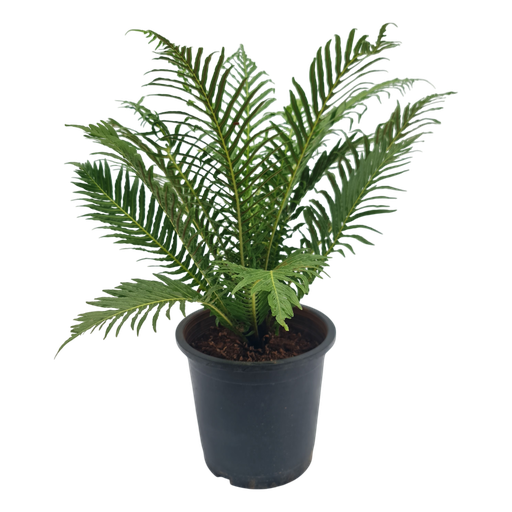 Tree fern, Oceaniopteris gibba