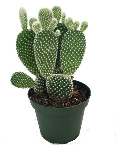 [PLCC OPMI PT 0008  326ml] Bunny ears cactus ,Opuntia microdasys
