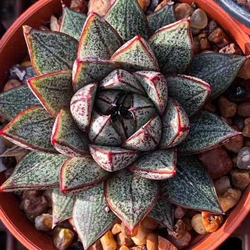 [PLSL ECPP PT 0008  326ml] Echeveria Purpusorum
