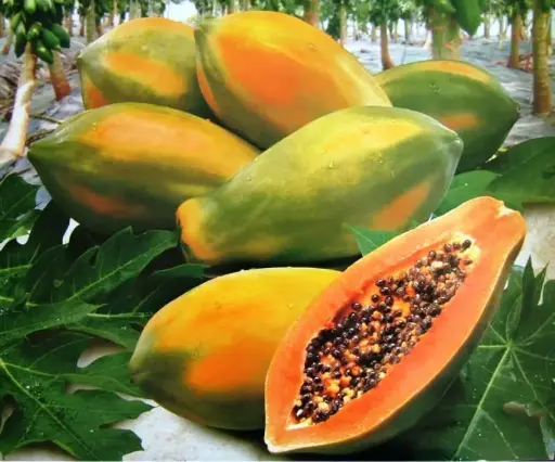 [PLFR CAPA BG 1010 3.9L H030] Papaya, Variety Taiwan, Carica papaya, Cultivator Taiwan