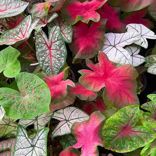 [PLAN CAHO PT 0013 1.6L H015] Caladium x hortulanum