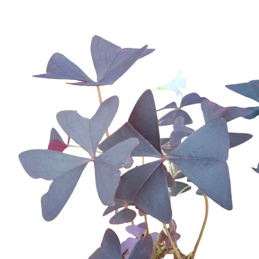 [PLAN OXTR PT 0013 1.6L] False shamrock, Oxalis triangularis