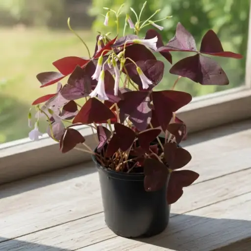 False shamrock, Oxalis triangularis