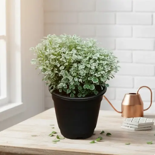 [PLFP POWH PT 0013 785ml H015] Arelia Varigated, Polyscias dwarf White