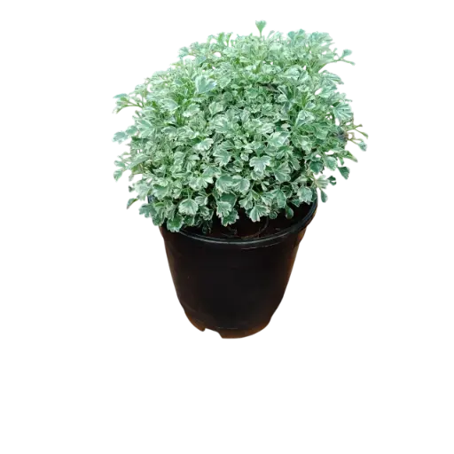 [PLFP POWH PT 0013 785ml H015] Arelia Varigated, Polyscias dwarf White