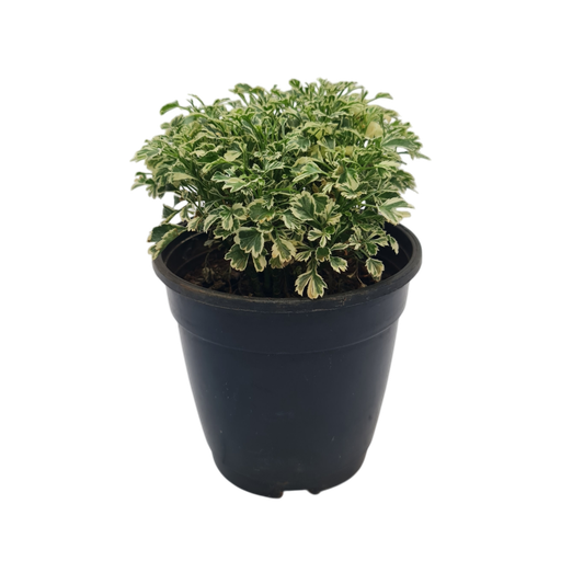 [PLFP POWH PT 0013 785ml H015] Arelia Varigated, Polyscias dwarf White