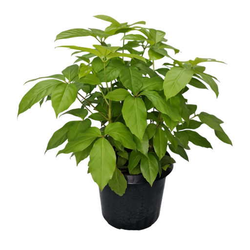 ब्रासिया गोल्डन, शेफ़्लेरा एक्टिनोफिला “अमाटे सोलेइल”