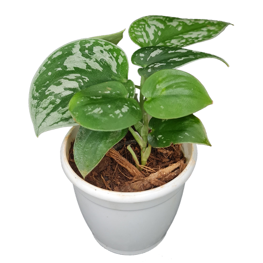 Satin pothos, silver pothos, Scindapsus pictus