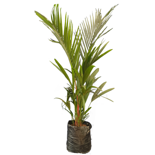 Red wax palm, Cyrtostachys renda