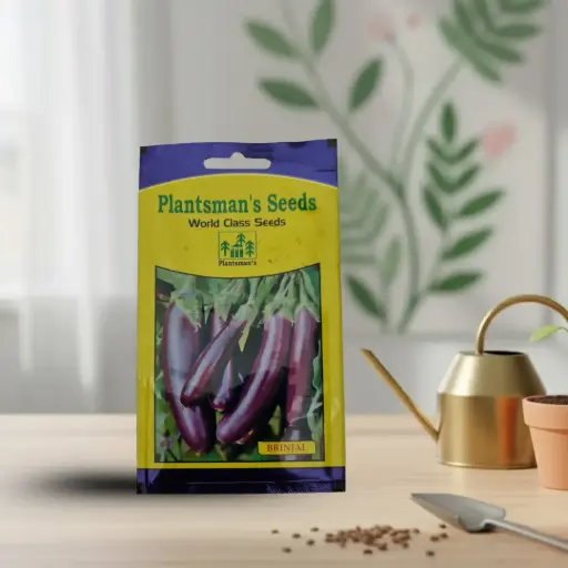 Seed Brinjal