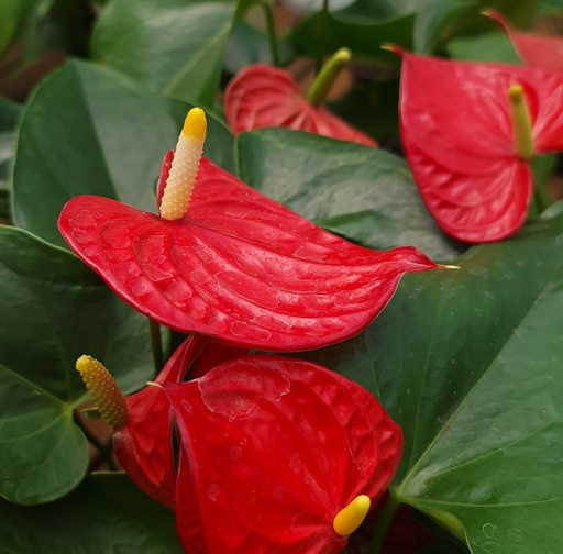 Anthurium andraeanum Red