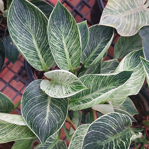 Birkin white wave, Philodendron birkin