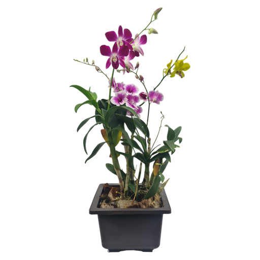 Orchids, Dendrobium spp.