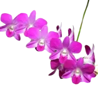 Orchids, Dendrobium spp.