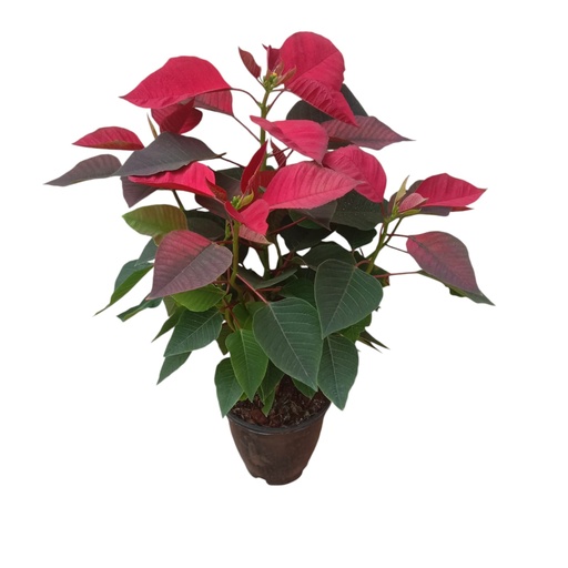 Poinsettia Red, Euphorbia pulcherrima