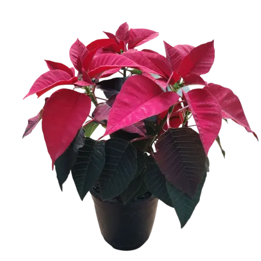 Poinsettia Red, Euphorbia pulcherrima