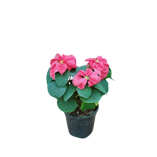 [PLFP EURF PT 0015 2.2L H030] Poinsettia Red fireball, Euphorbia pulcherrima