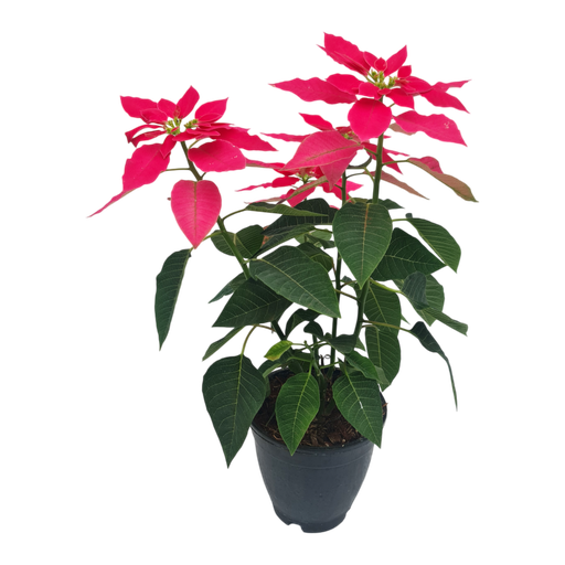 [PLFP EUSP PT 0015 2.2L H030] Poinsettia shocking Pink, Euphorbia pulcherrima