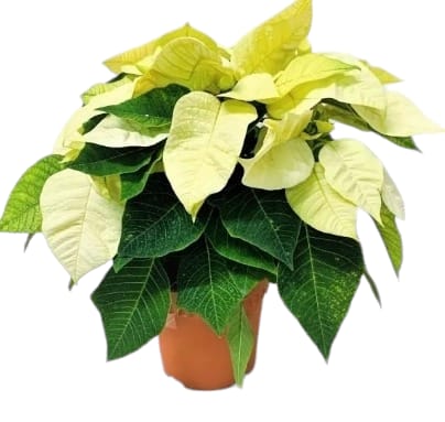 [PLFP EUYL PT 0015 2.2L H030] Poinsettia Yellow, Euphorbia pulcherrima