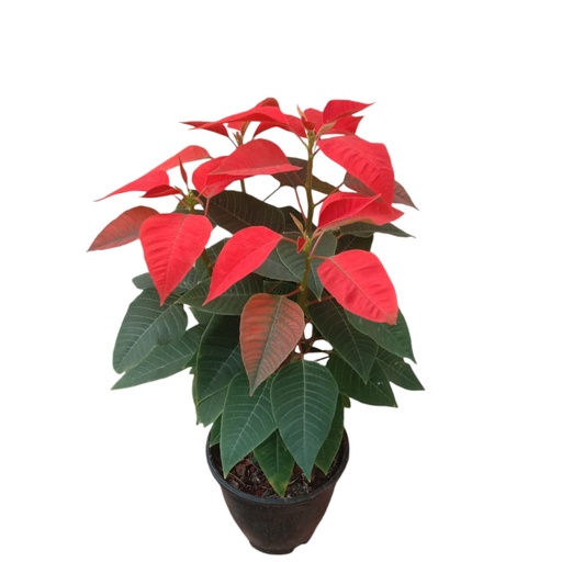Poinsettia Sharad, Euphorbia pulcherrima