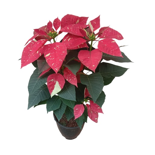 Poinsettia Glitter, Euphorbia pulcherrima