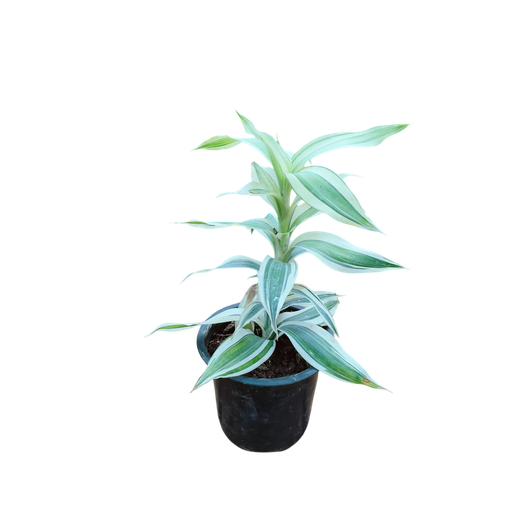 [PLFP DRBV PT 0010 785ml H015] Dracena braunii variegata
