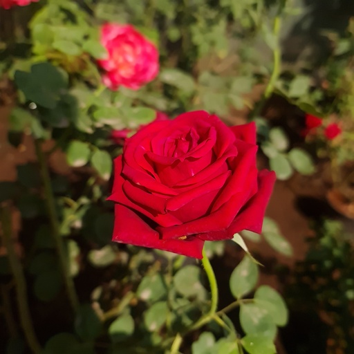 Rose 'Gladiator'