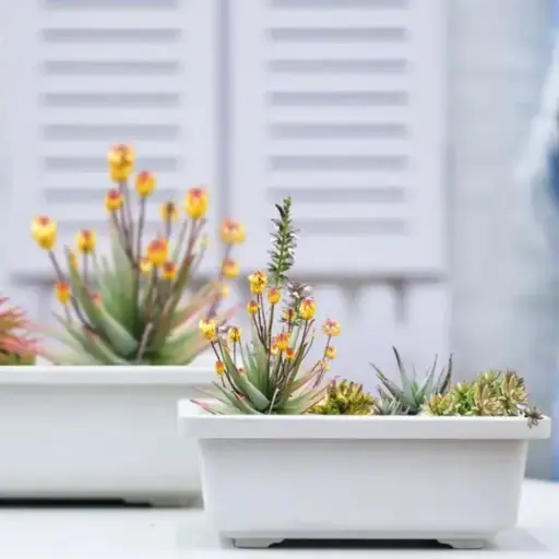 पॉट बर्लिन बाउल