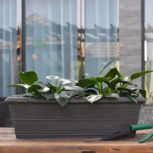 पॉट बर्लिन रेक्टा