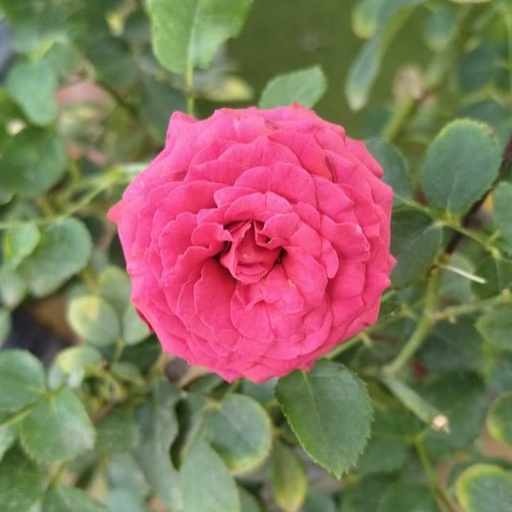 Rose Indica miniture pink